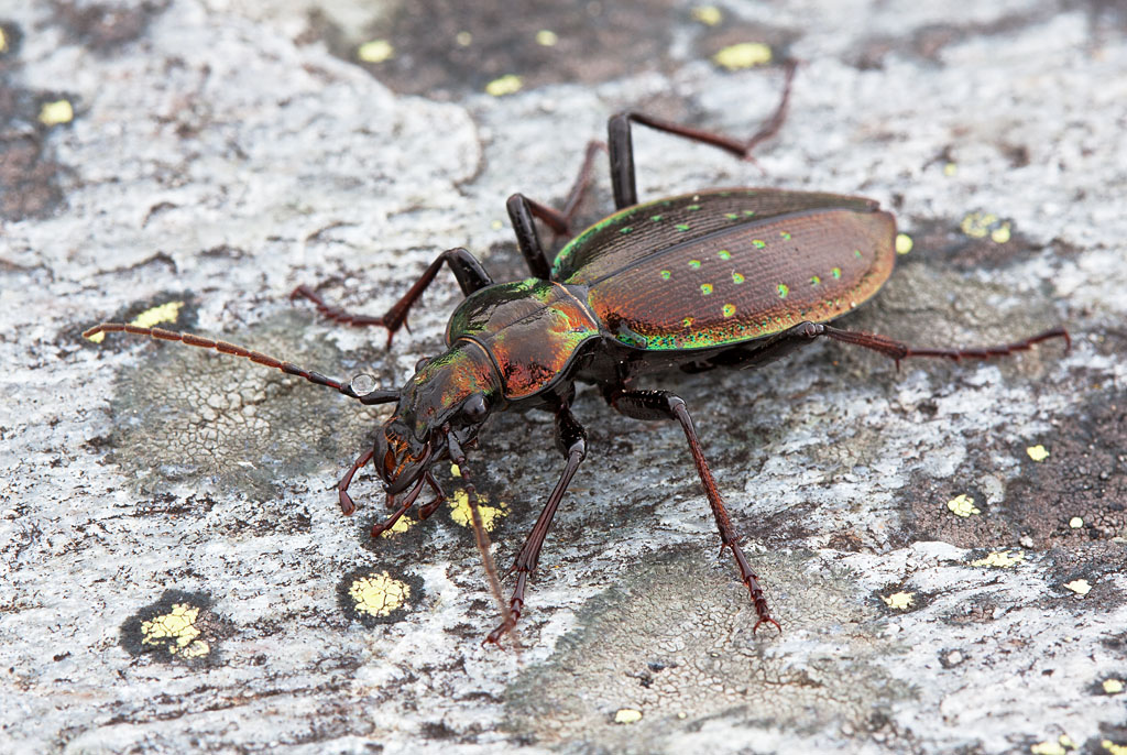 Carabus irregularis - No. Carabus depressus